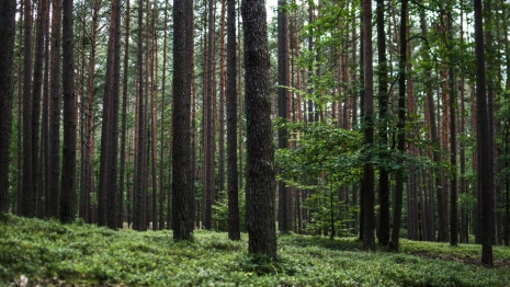 Во Владимирской области прекратили поиски двоих подростков из Казани