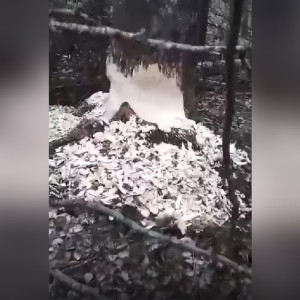 Во Владимирской области обточенную бобром осину показали на видео 