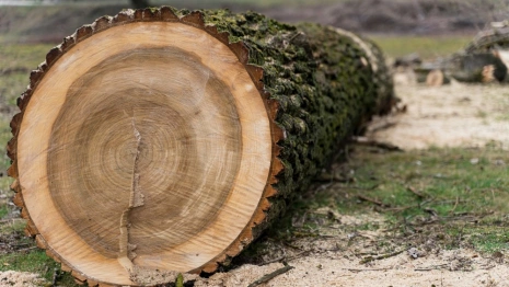 Жителя Покрова будут судить за вырубку 1,5 тыс. деревьев вместо 14 разрешенных