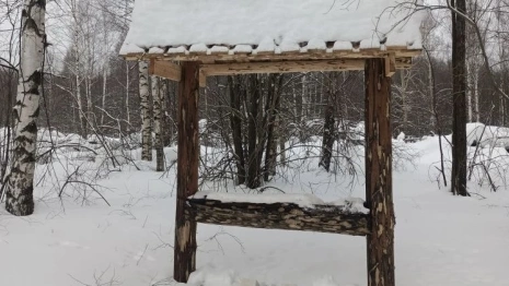 Во владимирских лесах жизнь животных «подсластили» солью