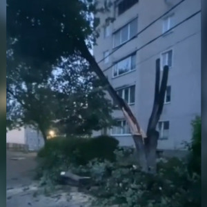 В Коврове из-за урагана дерево рухнуло и повисло на проводах