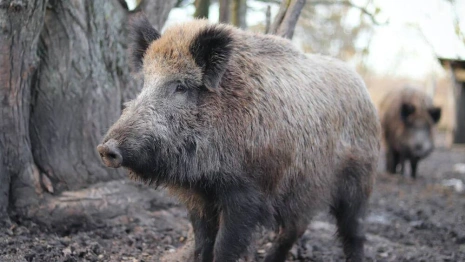 Во Владимирской области уничтожили 90% кабанов за 6 лет