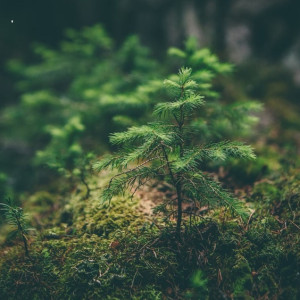 Во Владимирской области с предприятия потребовали 36 млн за уничтожение леса 