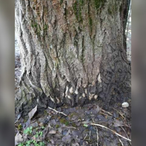 Жителей Гусь-Хрустального района предупредили о возможном нашествии шелкопряда