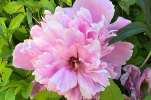 Прогноз погоды во Владимире и области на 11 июля