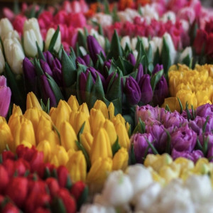Во Владимир привезли миллион голландских тюльпанов