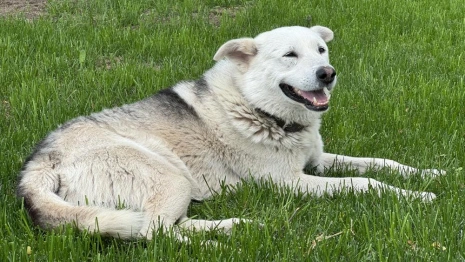 Житель Кольчугино отсудил деньги у выставочного комплекса за укус бездомной собаки