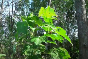 Во Владимирской области реликтовые дубы восстановились без помощи человека