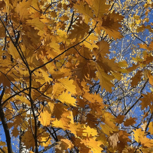 Прогноз погоды во Владимирской области на 22 октября