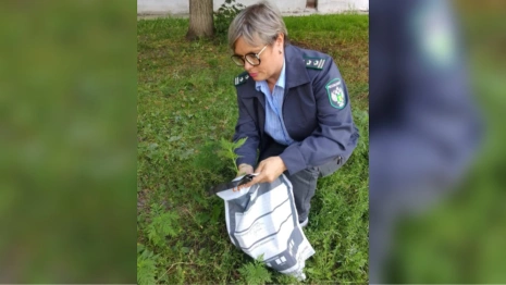 Во Владимирской области дважды ввели карантин из-за опасных растений