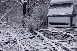 Во Владимире ураган повалил деревья и обесточил микрорайон