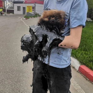 Подростки в Петушках спасли застрявшего в смоле шпица: появилось видео