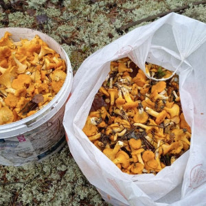 Во Владимирской области начался сезон лисичек и маслят