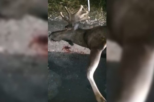 Во Владимирской области насмерть сбили лося