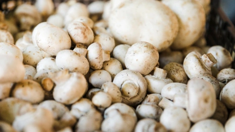 Владимирская область отправила за границу 130 тонн торфгрунта для выращивания шампиньонов