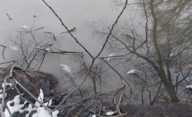 Причиной массовой гибели рыбы в Добросельском пруду во Владимире стал ремонт канализации