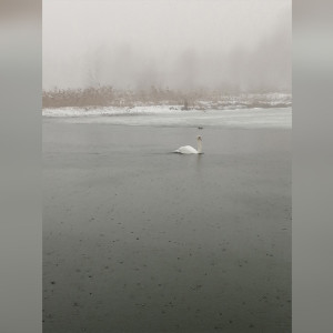 На реке во Владимирской области заметили одинокого лебедя