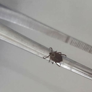 С жителей Владимирской области сняли 7 зараженных вирусами клещей