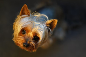 Владимирскую семью будут судить за продажу фантомных щенков