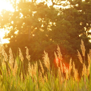 Рабочая неделя во Владимирской области начнется с изнуряющей жары