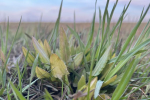 Прогноз погоды во Владимирской области на 31 марта 2026 года