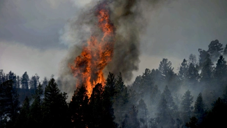 Президенту Путину доложили о попытке скрыть мощный пожар во Владимирской области
