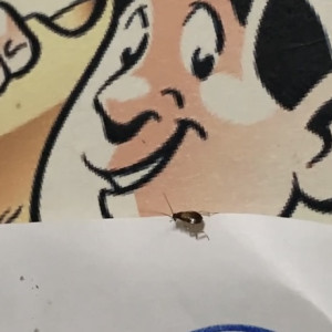 В столовой владимирской школы отказались травить тараканов из-за нехватки денег