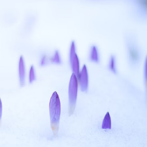 Во Владимирской области установится классическая ранняя весна