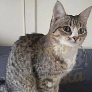 Житель Владимирской области бросил кошку в поезде