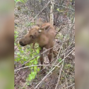 Жителей Владимирской области предупредили о появлении лосят в лесах