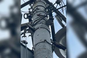 В центре Владимира заметили нашествие бабочек шелкопряда