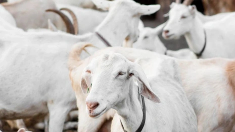 Россельхознадзор проверил массовые захоронения домашних животных в Грибово
