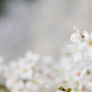 Аномальное тепло установится во Владимирской области