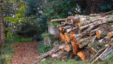 Во Владимире из-за изумрудной златки спилили 2206 деревьев