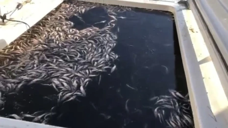 В Муроме в Оку выпустили 87 тыс. мальков стерляди