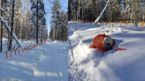 Во Владимирской области с начала года убили 8 волков