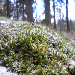 Прогноз погоды во Владимирской области на 20 ноября 2024 года