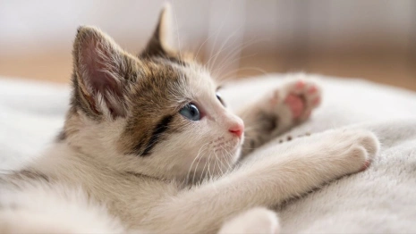 Владимирская ветклиника прокомментировали смерть котенка с бешенством