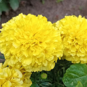 Во Владимире высадили более 320 тыс. саженцев цветов за год