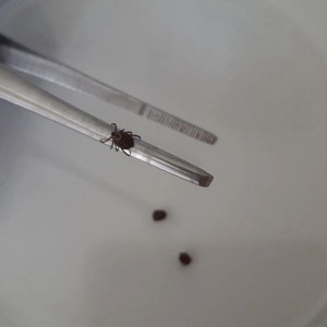 Во Владимирской области еще один клещ укусил человека