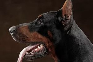 В деревне под Собинкой обнаружили очаг бешенства