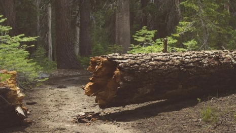 Во Владимирской области дерево насмерть придавило человека