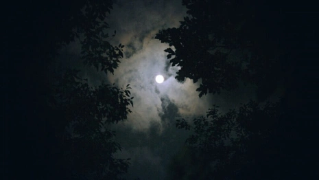 Во Владимирской области вновь пропала эвакуированная из леса пенсионерка