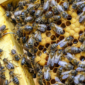 Во Владимирской области у пчел выявили опасное заболевание