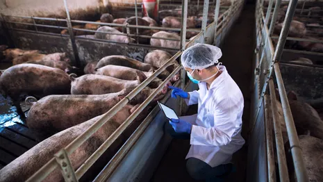 Во Владимире мясо с завода «Горячей штучки» оказалось заражено чумой свиней
