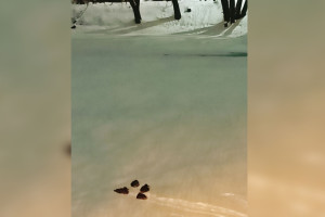 Во Владимире на Соловьином пруду вновь увидели уток