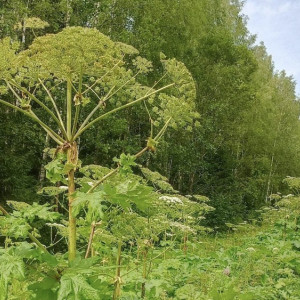 Владельцев участков во Владимирской области обяжут бороться с борщевиком