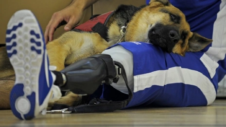 В Коврове может появиться параолимпийский центр для участников СВО 