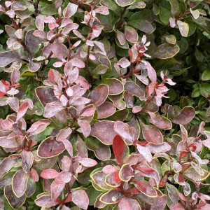 Прогноз погоды во Владимирской области на 15 июля 2025 года