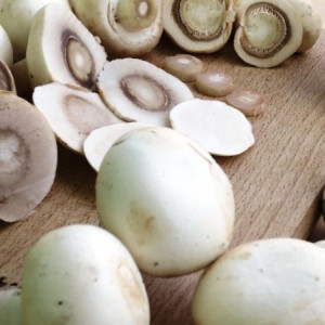 На почве из Владимирской области будут выращивать шампиньоны в Краснодарском крае